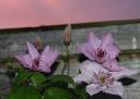 img_1050.JPG